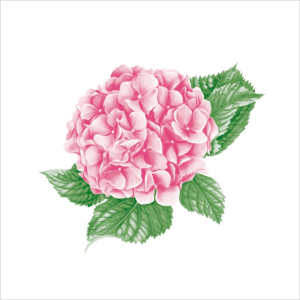 Салфетка 2-сл. 20*20   30л Art Bouquet Розовая гортензия /26пач*кор/57613